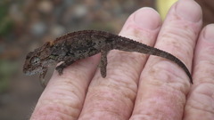 Bradypodion ventrale