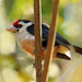 Pogonornis minor - Photo (c) Nigel Voaden, μερικά δικαιώματα διατηρούνται (CC BY-SA)
