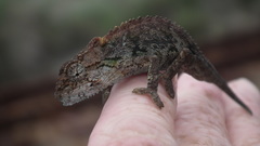 Bradypodion ventrale