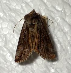 Syngrapha interrogationis