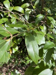 Cryptocarya triplinervis triplinervis