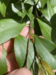 Cryptocarya triplinervis triplinervis