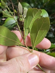 Cryptocarya triplinervis triplinervis