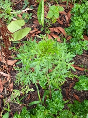 Cosmos sulphureus