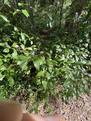 Cryptocarya triplinervis triplinervis