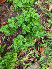 Alternanthera sissoo