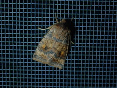 Eupsilia tristigmata