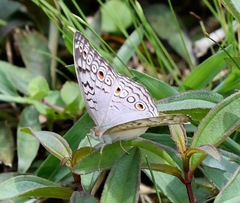 Junonia atlites atlites