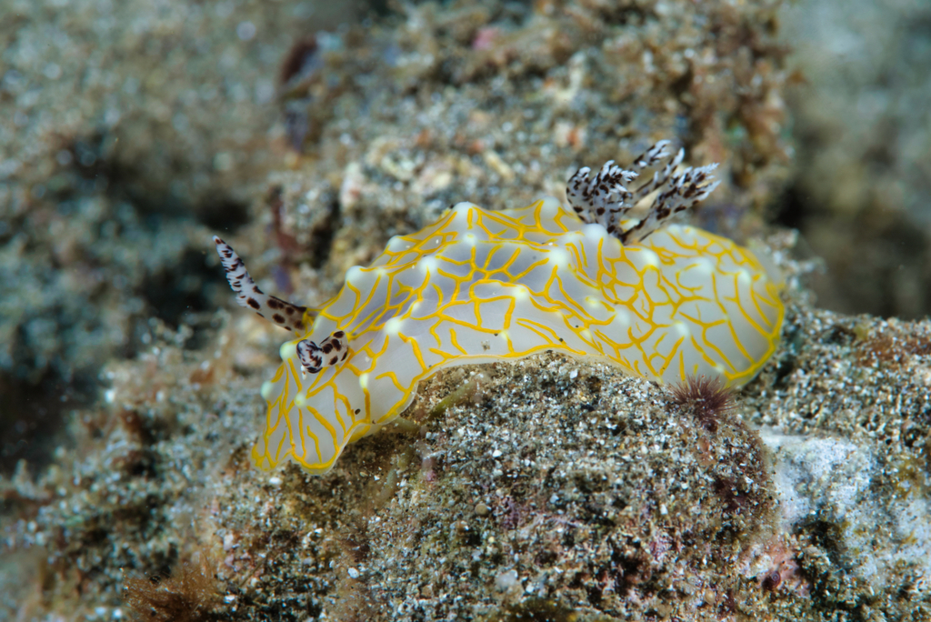 Gold Lace Nudibranch