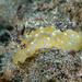 Gold Lace Nudibranch - Photo (c) David R, some rights reserved (CC BY-NC), uploaded by David R