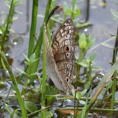 Junonia atlites atlites