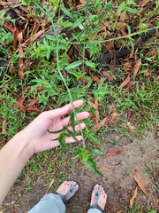 Clinacanthus