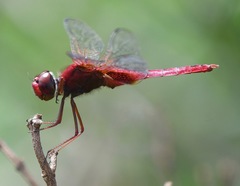 Urothemis signata insignata