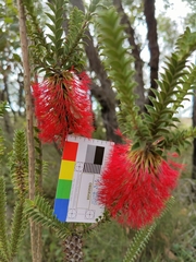 Melaleuca sparsa