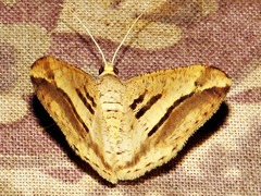 Chiasmia subcurvaria