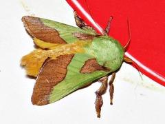 Latoia latistriga