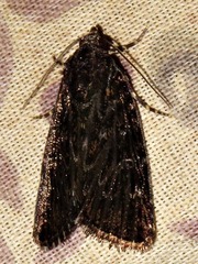 Hadjina carcaroda