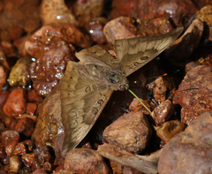 Euthalia aconthea meridionalis