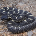 Arizona Black Rattlesnake - Photo (c) Elaena Shipp, some rights reserved (CC BY-NC), uploaded by Elaena Shipp
