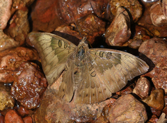 Euthalia aconthea meridionalis