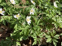 Anemonoides nemorosa