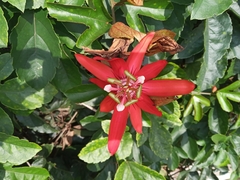 Passiflora vitifolia
