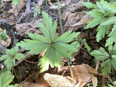 Anemonoides nemorosa