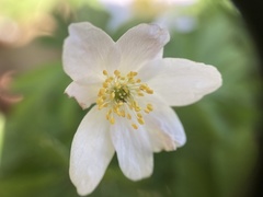 Anemonoides nemorosa