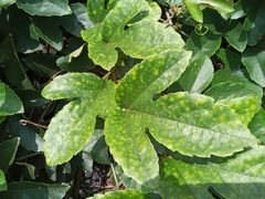 Passiflora vitifolia