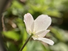 Anemonoides nemorosa