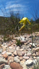 Albuca juncifolia