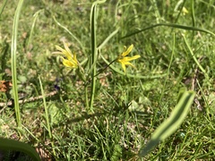 Gagea lutea