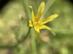 Gagea lutea
