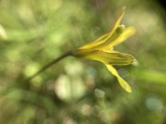 Gagea lutea