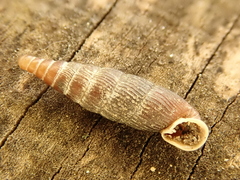 Macrogastra borealis