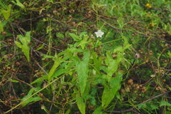 Calystegia marginata