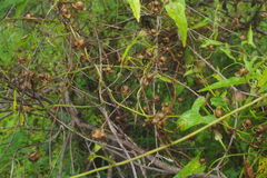 Calystegia marginata