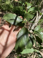 Celastrus subspicatus