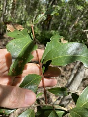 Celastrus subspicatus