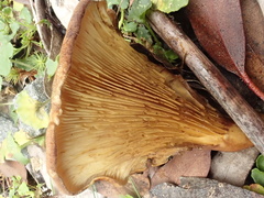 Austropaxillus muelleri
