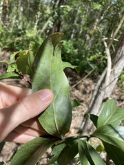 Celastrus subspicatus