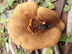 Austropaxillus muelleri