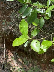 Cyclophyllum coprosmoides