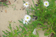 Brachyscome graminea