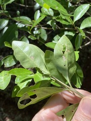 Cyclophyllum coprosmoides