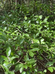 Cyclophyllum coprosmoides