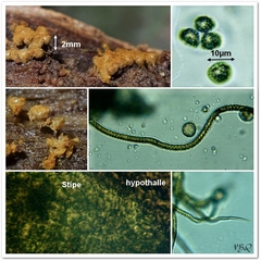 Trichia crateriformis