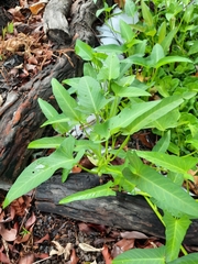 Albugo ipomoeae-aquaticae