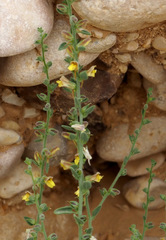 Nanorrhinum acerbianum