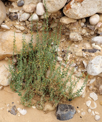 Nanorrhinum acerbianum